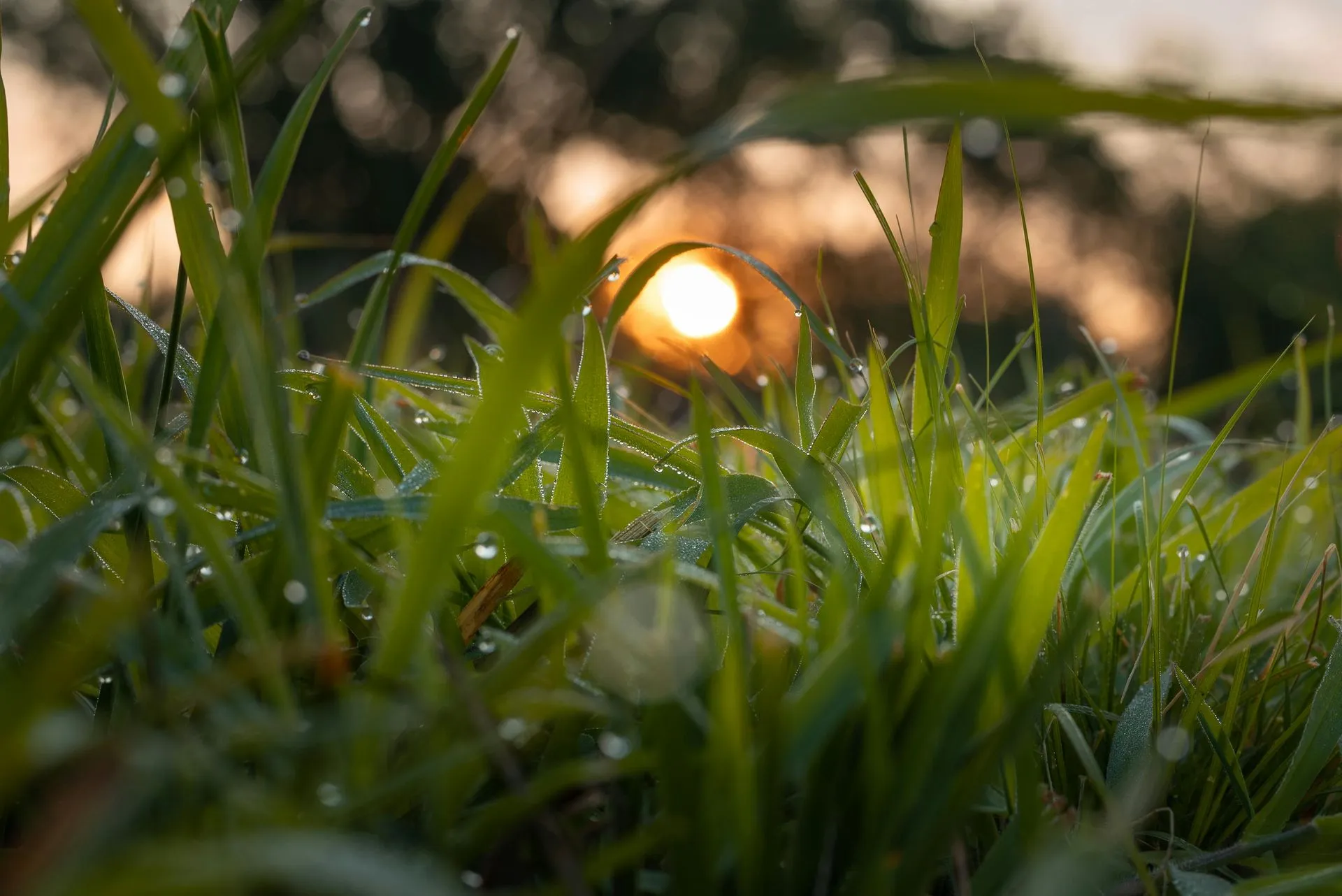 Warm morning sunlight through green grass